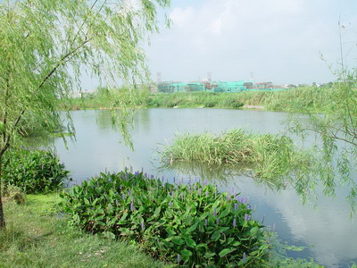 青浦生态河道工程