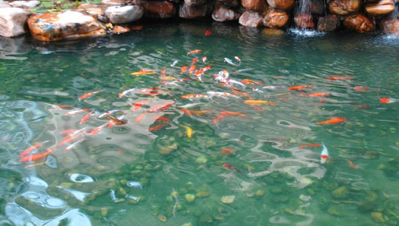 东莞长安国际酒店景观水处理
